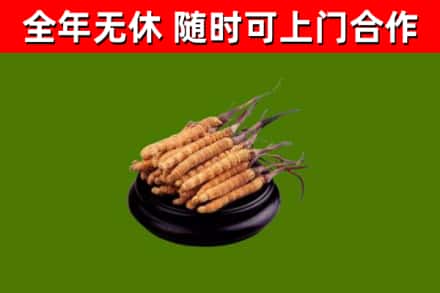 河北区烟酒回收冬虫夏草.jpg