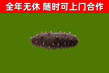 河北区烟酒回收干海参.jpg